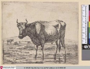 [Bulle im Wasser stehend; Bull standing in Water]