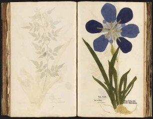Vegetabilivm Vsibvs Medicis Praecipve Destinatorvm … : Blauer Lilien oder gemeine Violenwurz. Iris nostras. Tafel CXII (aufgeschlagen) aus: Ludwig, Christian Gottlieb [Herausgeber] Ectypa Vegetabilivm Vsibvs Medicis Praecipve Destinatorvm … Lipsiae: Breitkopfiana, 1760. Dresden: SLUB 1.C.75