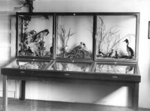 Seifhennersdorf. Heimatmuseum. Abteilung Zoologie. Schauschrank mit Wasservögeln