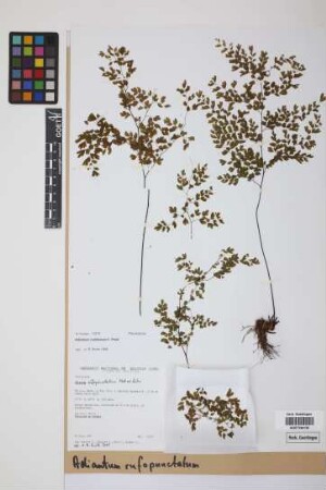 Adiantum rufopunctatum
