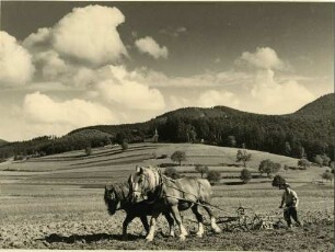 Pferdepflug im Dreisamtal