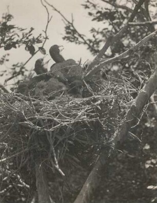 Kormoran (Phalacrocorax carbo L.), vier Wochen alte Junge im Nest