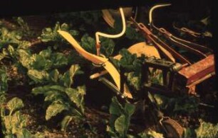 Fotografie: Pflanzenschutz, Zuckerrübe, Feldspritzgerät, Pflegegerät, Hackmaschine, Unterblattspritzung, Spritzdüse