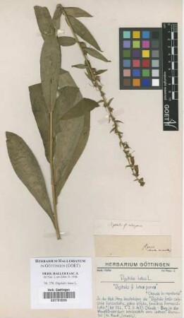 Digitalis lutea L.