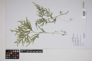 Selaginella plana (Desv. ex Poir.) Hieron.