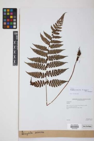 Alsophila erinacea (H.Karst.) D.S.Conant