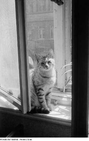 Eine auf einem Fensterbrett sitzende Katze