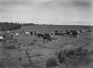 Viehherde : Viehherde beim Grasen
