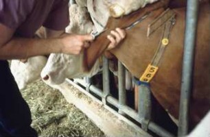 Fotografie: Precision Livestock Farming, Tieridentifikation, Ohrmarke