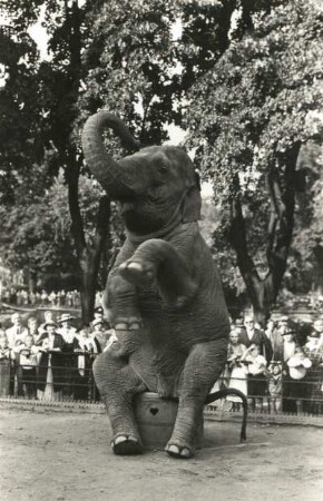 Dresden. Zoologischer Garten. Indischer Elefant "Birma" (Asiatischer Elefant, Elephas maximus) bei Dressurvorführung