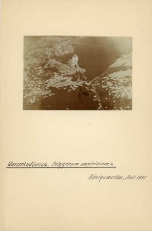 Wasser-Knöterich : Wasser-Knöterich (Persicaria amphibia), (Polygonum amphibium)