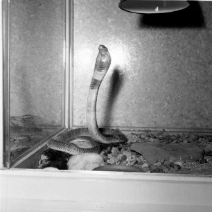 Kassel. Reptilienklinik. Klapperschlange im Terrarium