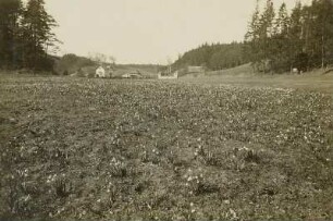 Märzenbecherwiese (Leucojum vernum) an der Bockmühle im Polenztal