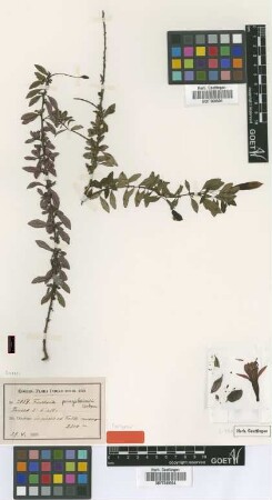 Fuchsia pringsheimii Urb. [isotype]