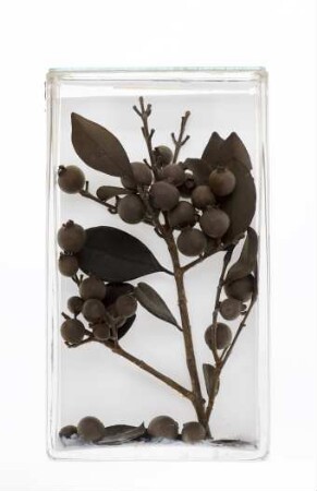 Psidium cattleyanum Sabine aus Amani (Tansania [ehem. Deutsch-Ostafrika])