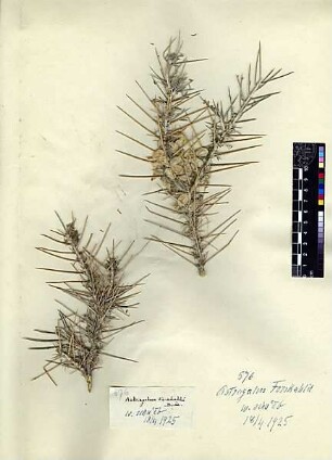 Leguminosae Astragalus Forskahlei Boissier, Edmond (1810 - 1885) [Wadi scha'eb (Trockental)]