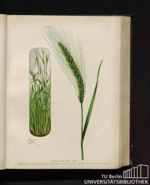 Hordeum vulgare Linné. Gerste.
