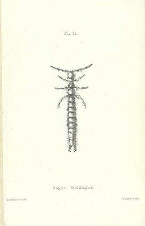 Plate LI. Iapyx solifugus.