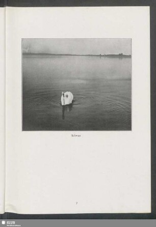 Schwan