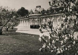 Potsdam. Schloss Sanssouci. Frühling im Schlosspark. Baumblut