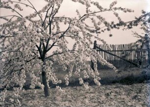 Glindow: Blühender Baum, dahinter Zaun