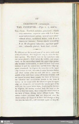Cerithium cornucopiae. Tab. CLXXXVIII. --- Figs. 1, 3, and 4