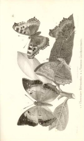 1.2. Charaxes Bernardus. 3.4. Vanessa Caschmirensis