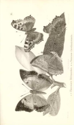 1.2. Charaxes Bernardus. 3.4. Vanessa Caschmirensis