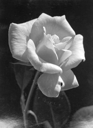 Blumen. Rose