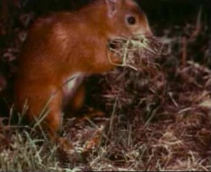 Sciurus vulgaris (Sciuridae) - Bündeln und Eintragen von Nistmaterial