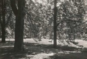 Dresden-Pillnitz. Schlosspark. Areal hinter dem Bergpalais