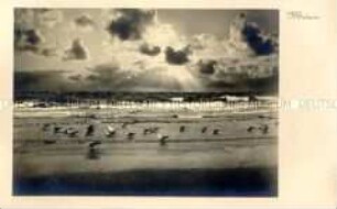 Möwen am Strand
