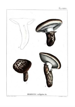 Tav. XXXV. Agaricus caligatus Viv.