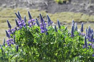 Lupinien blühen an der isländischen Südküste