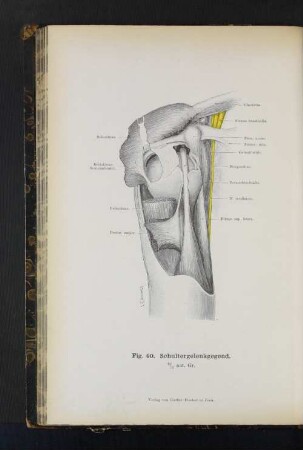 Fig. 40. Schultergelenkgegend.