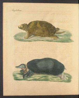Tafel [III.]: Amphibien.