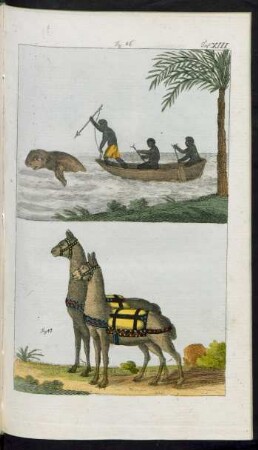 Taf. XIII. Fig. 46. - Fig. 47.
