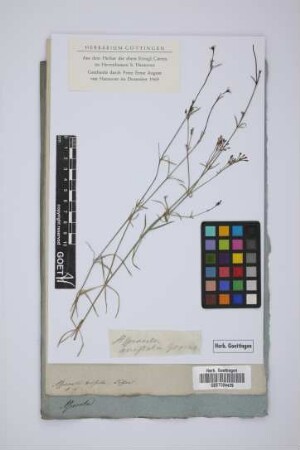 Asperula hirsuta Desfont.