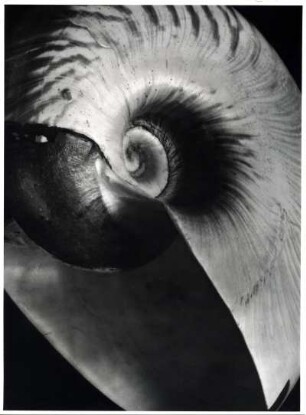 Nautilus umbilicatus, Philippinen