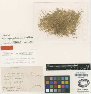 Moehringia jankae Griseb. ex Janka [isotype]
