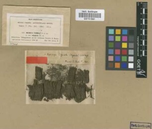 Merceya terminalis M.Fleisch. var. M.Fleisch. compacta[isotype]