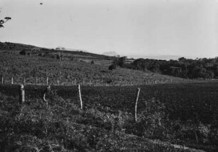 Landschaftsblick : Blick in eine Landschaft bei Torrinha mit einer umzäunten Ackerfläche im Vordergrund, einer Grasfläche mit einzelnen Bäumen im Mittelgrund und bewachsenen Hügeln im Hintergrund.