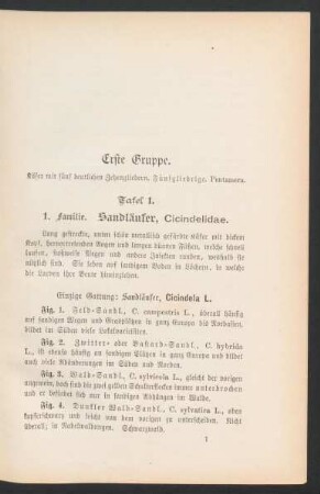 Erste Gruppe. Käfer mit fünf deutlichen Zehngliedern. [...]