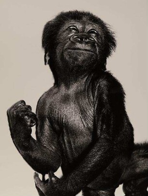 Gorillababy (Zoo in Basel)