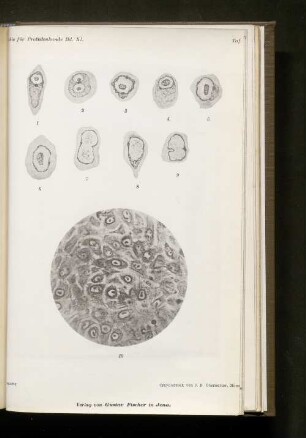 Taf. 17