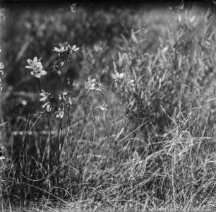 Moos-Steinbrech : Moos-Steinbrech (Saxifraga bryoides Linnaeus).