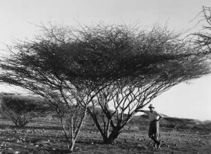 Ebene : Der Geograph Karl Wien (1906-1937) an einem Strauch in einer von Hügeln begrenzten, nur spärlich bewachsenen Ebene im eritreischen Hochland