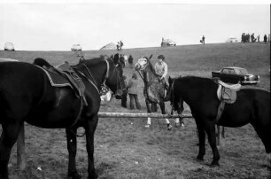 Vogtsburg: Pferde des Reitturniers