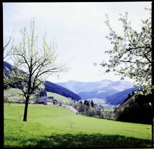 Himmelreich: Höllental Eingang mit Blütenbäumen