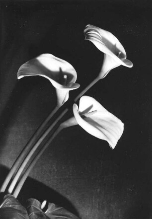 Calla, Zimmercalla - Zantedeschia aethiopica, Blüten